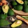 Avocado Biologici 7 kg