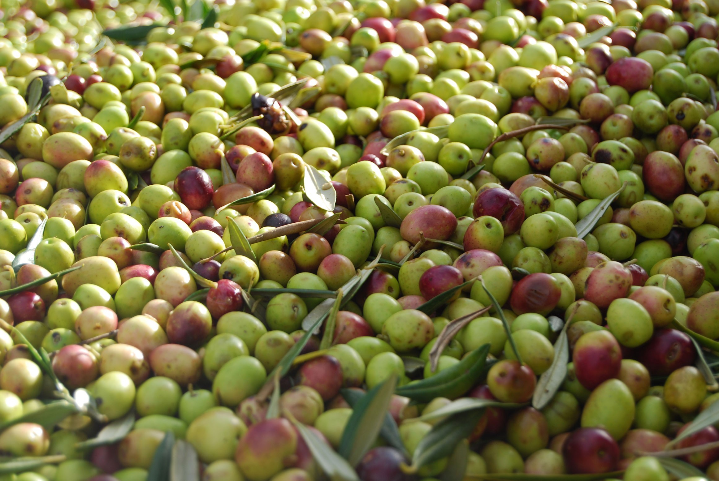 ORGANIC OR CONVENTIONAL OLIVE TREE?