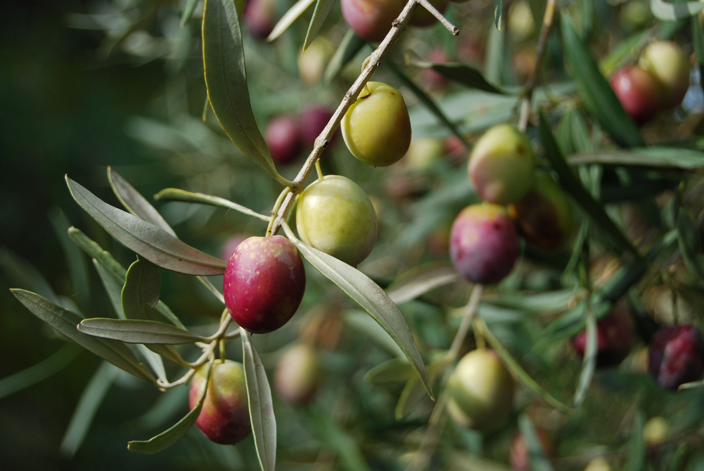 Prezzo olio d’oliva: +130% in un anno, siccità e materie prime  colpiscono.