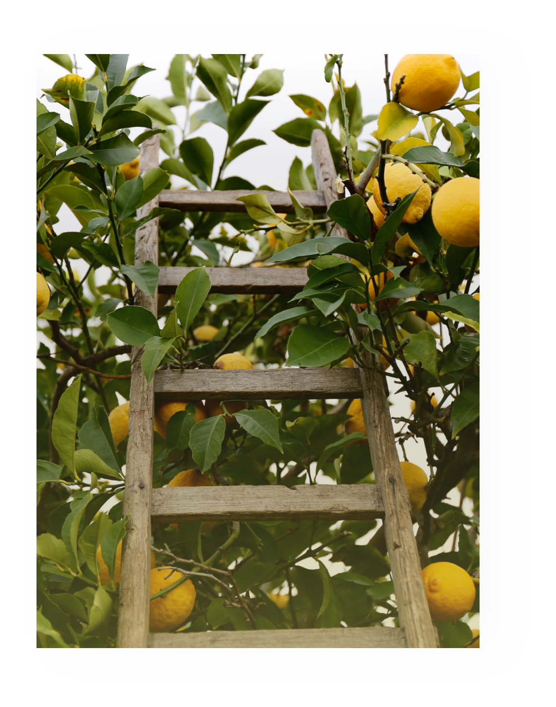 Lemons at risk, in 30 years reduced production by 40%