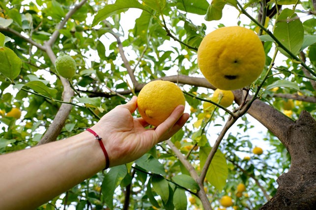 Adieu les citrons italiens. Les fruits jaunes à risque, en 30 ans ont diminué la production de 40%.