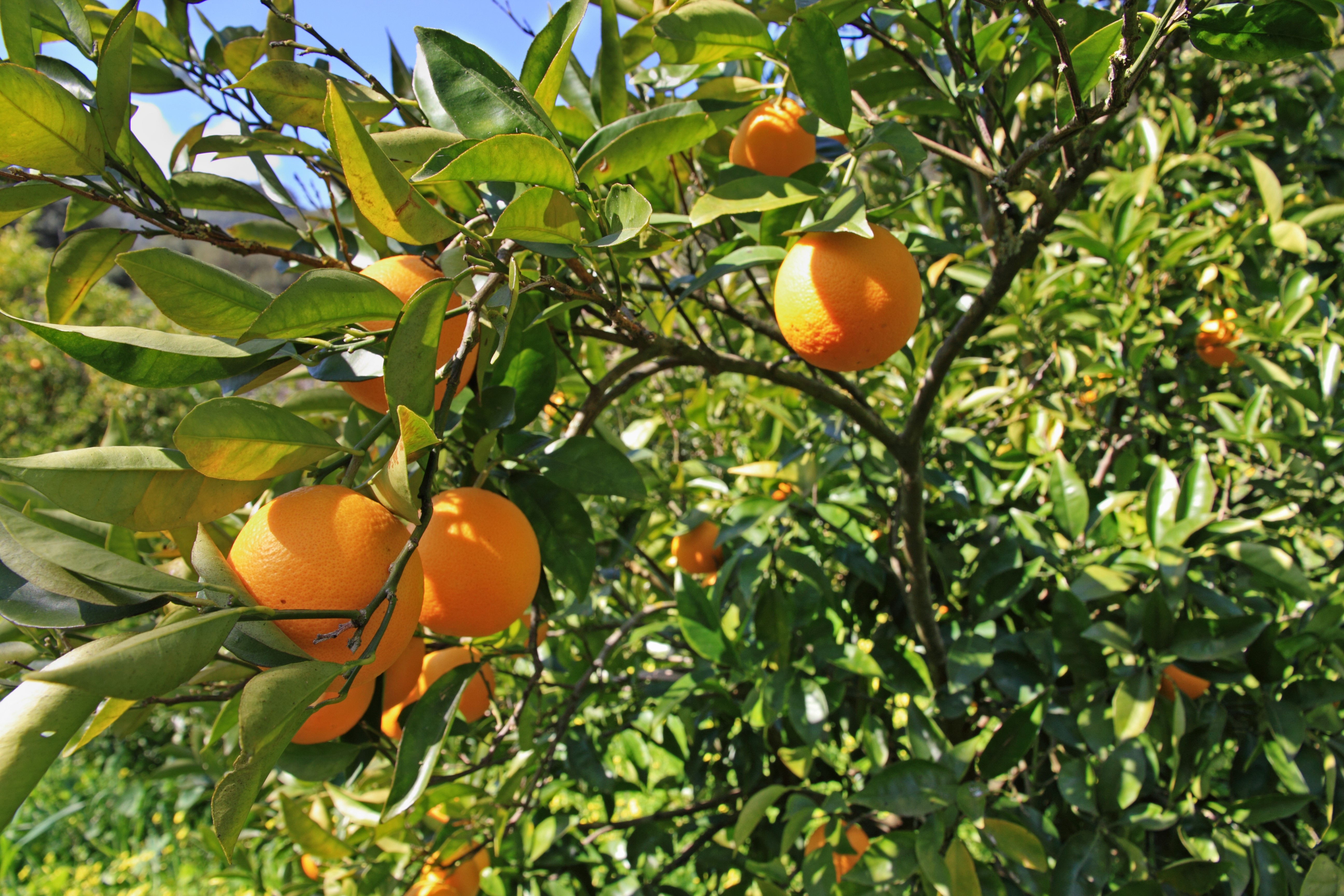 BIO-ODER NICHT-BIO-ORANGEN. WELCHES SOLL MAN WÄHLEN?