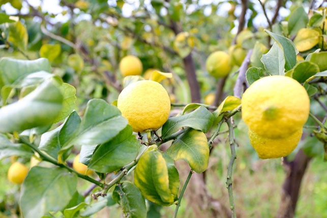 Auf Wiedersehen Italienische Zitronen. Gelbe Früchte in Gefahr, in 30 Jahren verringerte sich die Produktion um 40%.