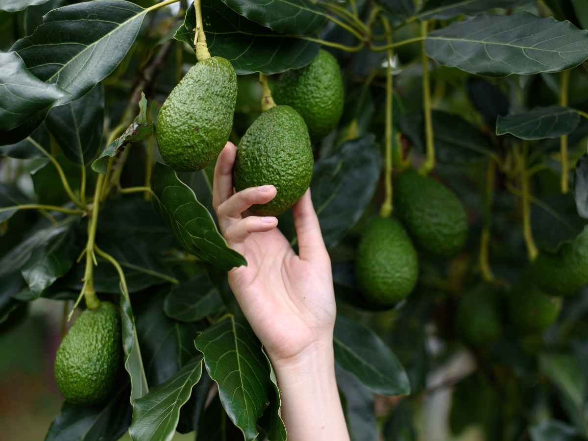 Avocado biologico nel 2024/2025 cresce la domanda ma la produzione è ancora molto limitata.