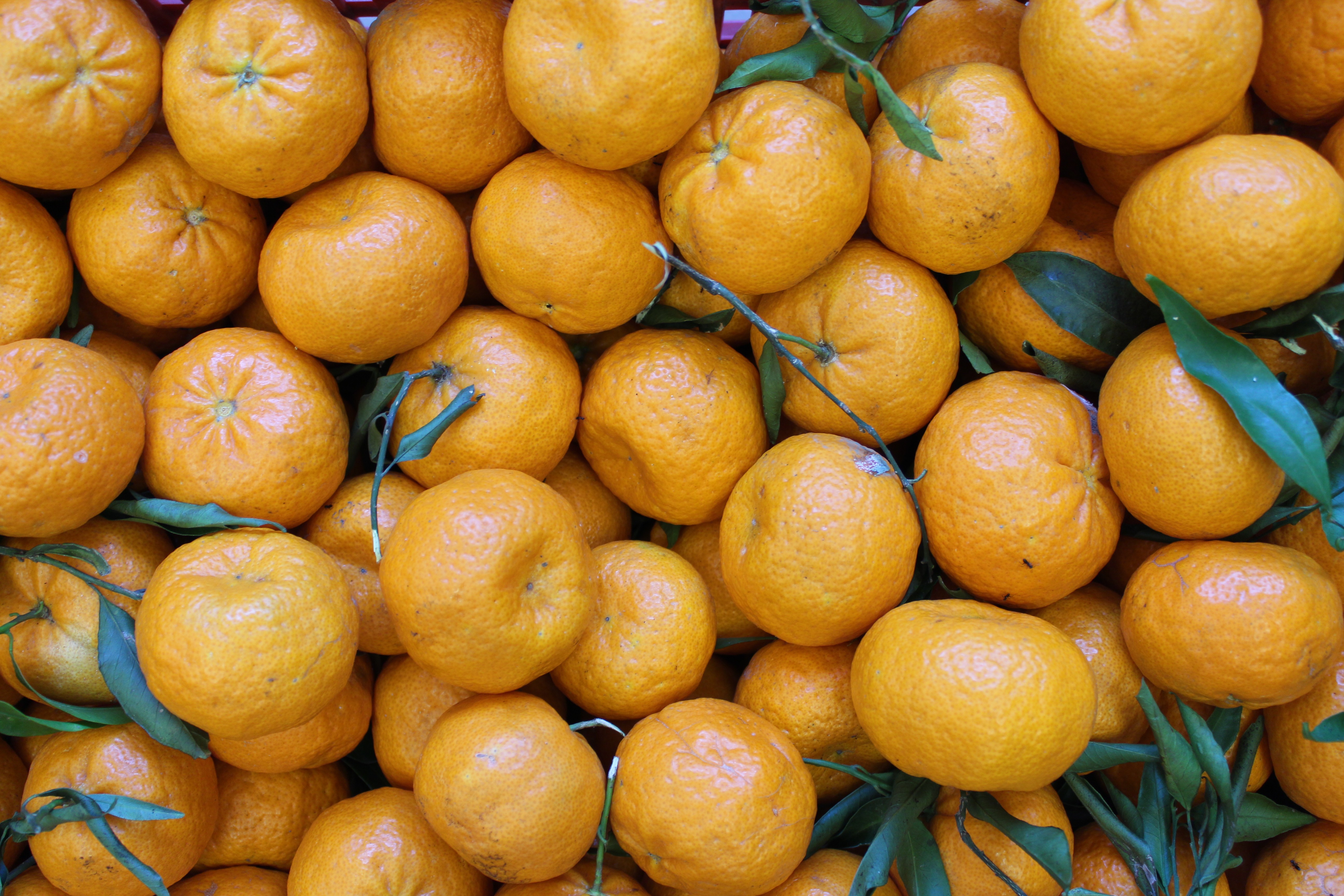 L’oro giallo della Sicilia è in crisi. Per la raccolta 2023/24 si prevedono prezzi delle arance in netto rialzo. Pesano i rincari delle materie prime e il clima estivo di ottobre.
